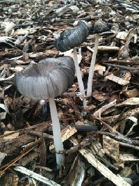 Coprinopsis lagopus image