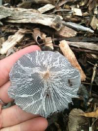 Coprinopsis lagopus image