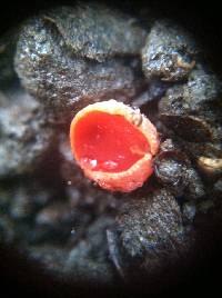 Sarcoscypha coccinea image