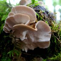 Trametes versicolor image