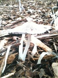 Coprinopsis lagopus image