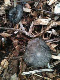 Coprinopsis lagopus image