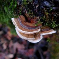 Trametes versicolor image