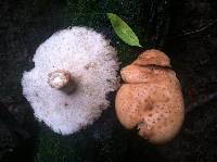 Image of Polyporus fragrans