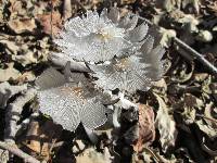 Coprinopsis lagopus image