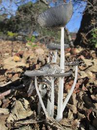 Coprinopsis lagopus image