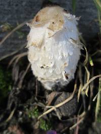 Coprinus comatus image