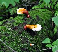 Ganoderma tsugae image