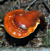 Ganoderma tsugae image