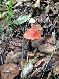 Leratiomyces ceres image