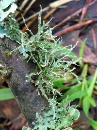 Ramalina farinacea image