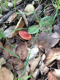 Leratiomyces ceres image