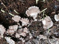 Schizophyllum commune image