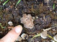 Schizophyllum commune image