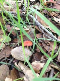 Leratiomyces ceres image