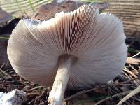 Pluteus cervinus image