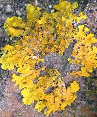 Xanthoria parietina var. parietina image