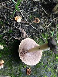 Agrocybe pediades image