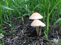 Agrocybe pediades image