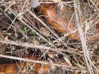 Image of Boletus amygdalinus