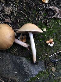 Agrocybe pediades image