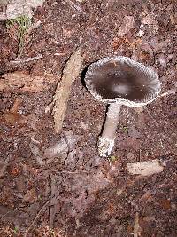 Amanita vaginata image