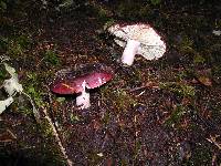 Russula xerampelina image