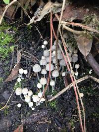 Coprinellus disseminatus image