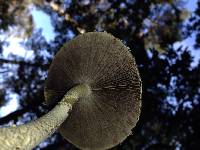 Stropharia ambigua image