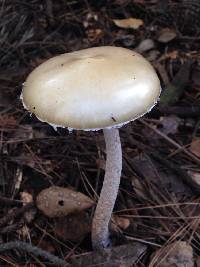 Stropharia ambigua image