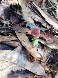 Marasmius plicatulus image