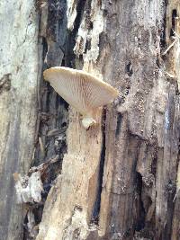Pleurotus ostreatus image