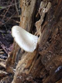 Pleurotus ostreatus image