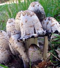 Coprinus comatus image