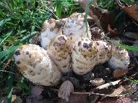 Coprinus comatus image