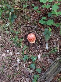 Amanita muscaria image