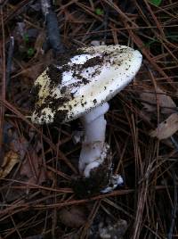 Amanita vernicoccora image