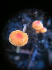 Mycena acicula image