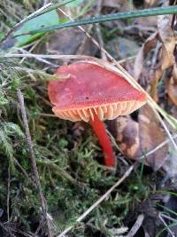 Hygrocybe coccinea image