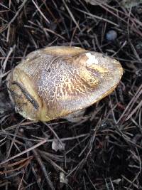 Suillus fuscotomentosus image