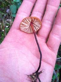 Marasmius plicatulus image