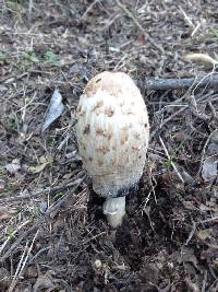 Coprinus comatus image