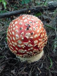 Amanita muscaria image