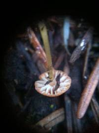 Mycena acicula image