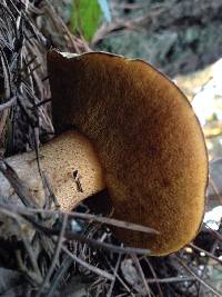 Suillus fuscotomentosus image