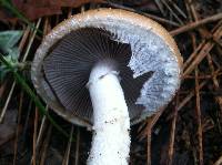 Stropharia ambigua image