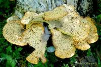 Polyporus squamosus image