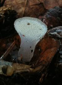 Pseudohydnum gelatinosum image