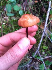 Marasmius plicatulus image