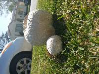 Calvatia booniana image